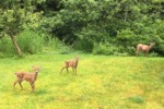 deer2018