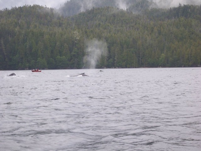 whalepod2.jpg