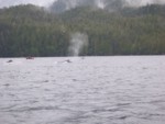 whalepod2.jpg